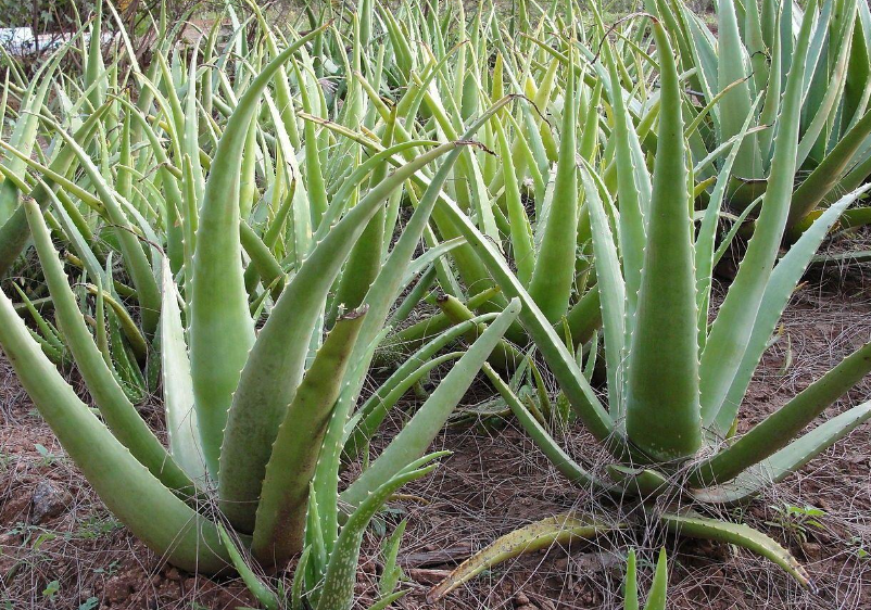 芦荟叶可以做花肥吗