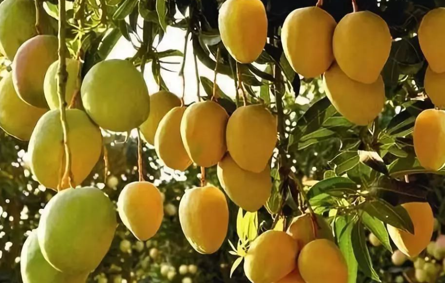 芒果树怎么才能结果