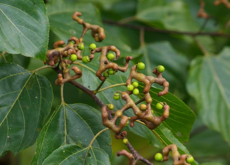 拐枣树苗几个品种