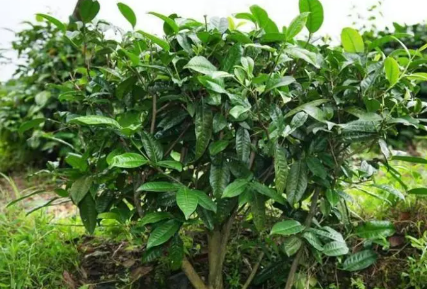 红壤适合种茶树吗
