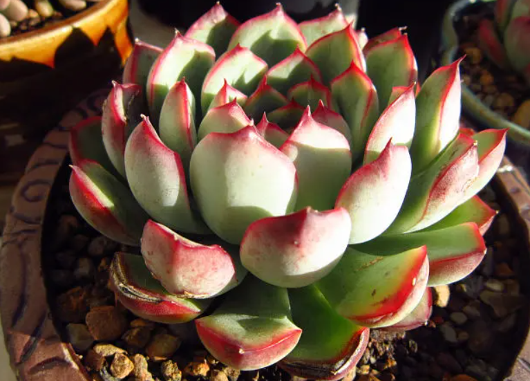 多肉花月夜叶插容易吗