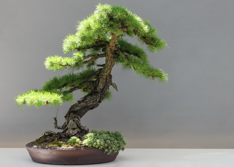 门前最旺风水的树