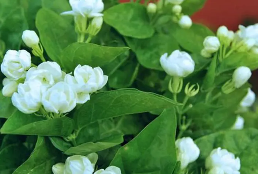 茉莉花适合室内养殖的原因