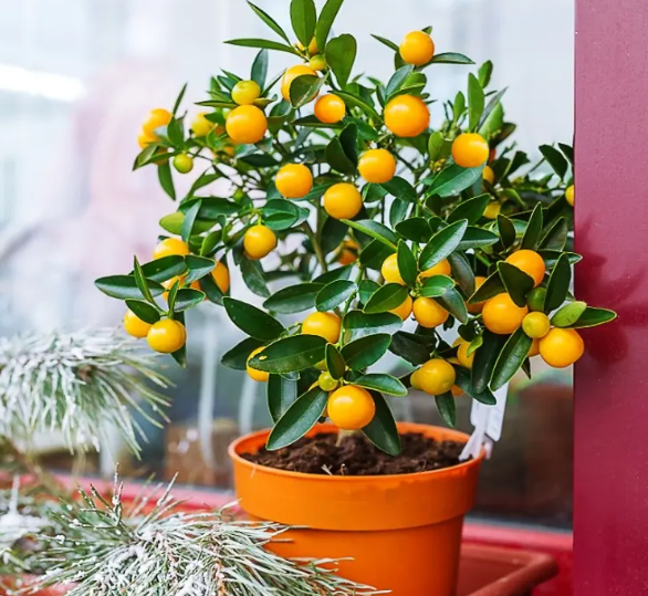 金桔树用什么酸性肥料好