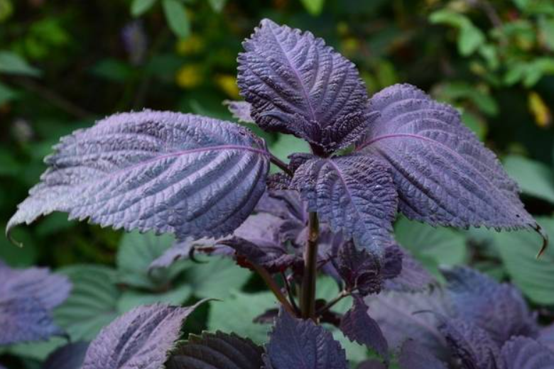 家门前种紫苏树好不好