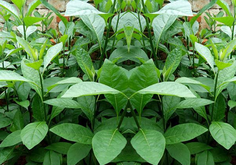 南非叶树盆栽植物方法