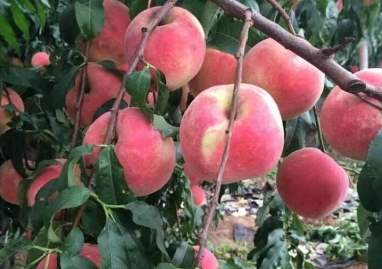 冬桃树种植前景与效益