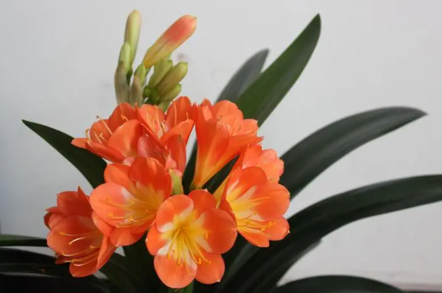 怎样让君子兰开花快