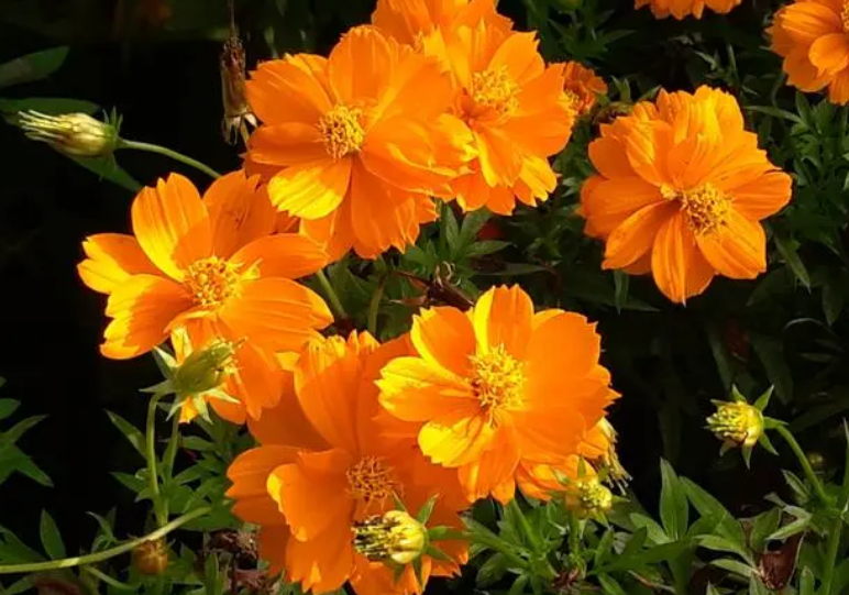 黄秋英什么时候开花