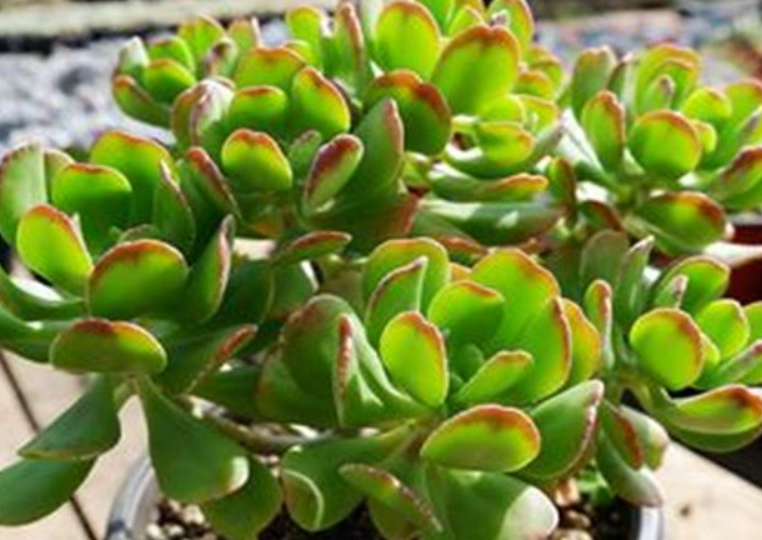 达摩宝珠跟玉树一样吗