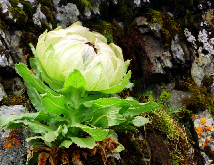 能在寒冷的冬天盛开的花