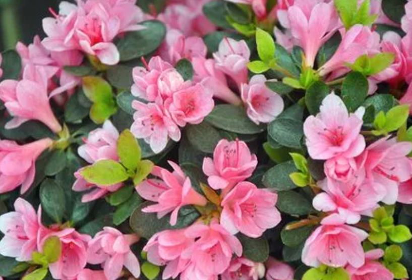 蜡皮杜鹃花可以开多久