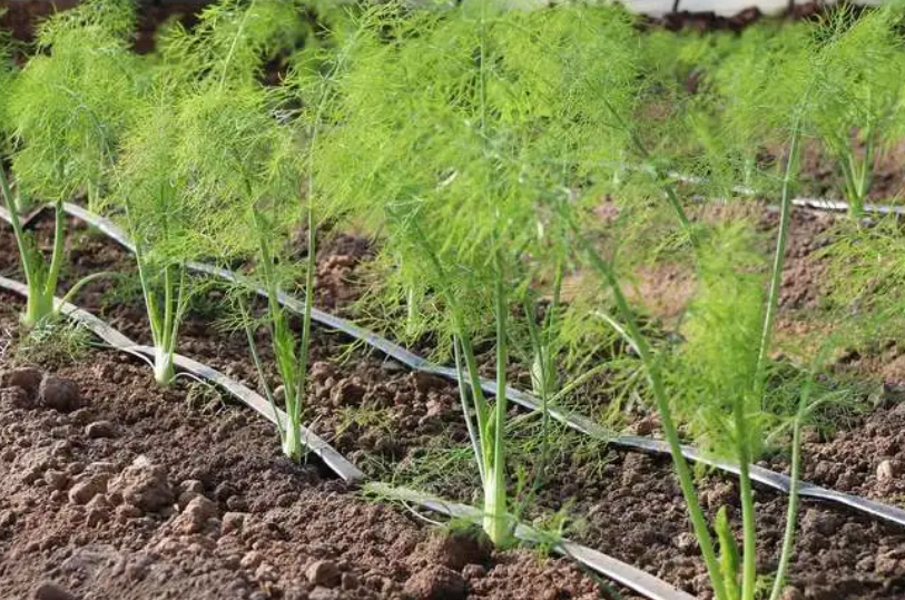 茴香为什么不能直接种花盆里