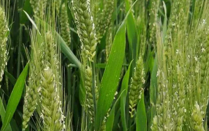 小麦扬花期能打药吗