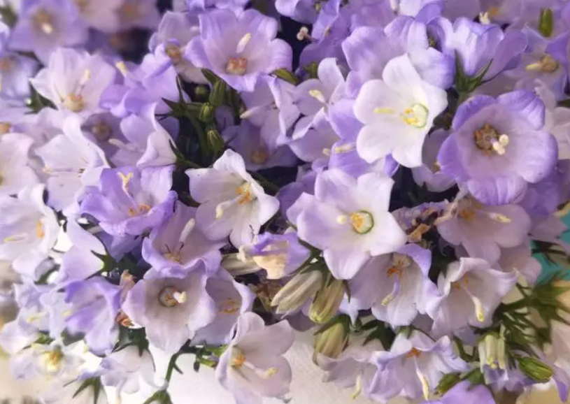 风铃花几月份开花