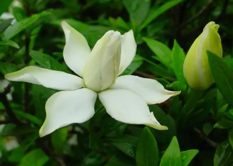 枝枝花好养在家里吗