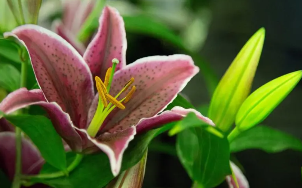 百合花的寓意及象征