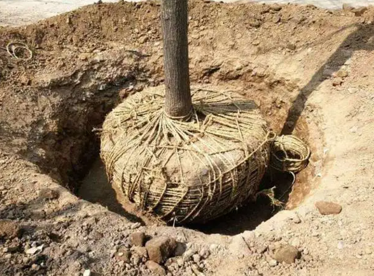 移栽树木最佳时间