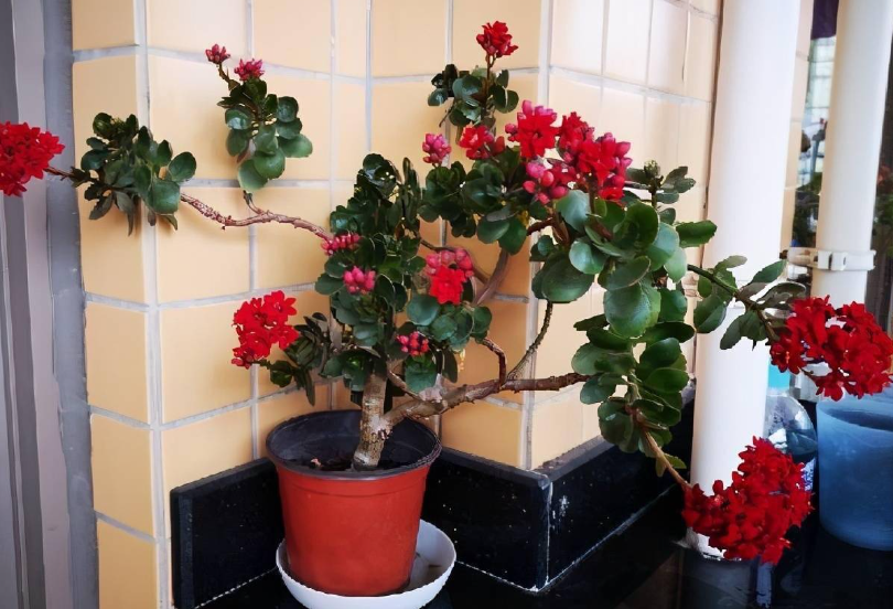 长寿花开过花怎么修剪