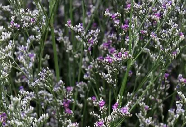 情人草配什么花好看