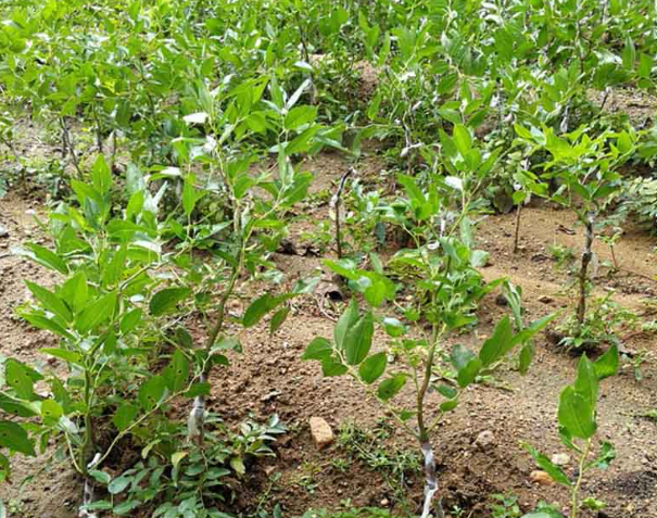 枣树苗是怎么培育出来的