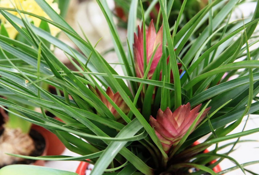 铁扇公主花花语是什么