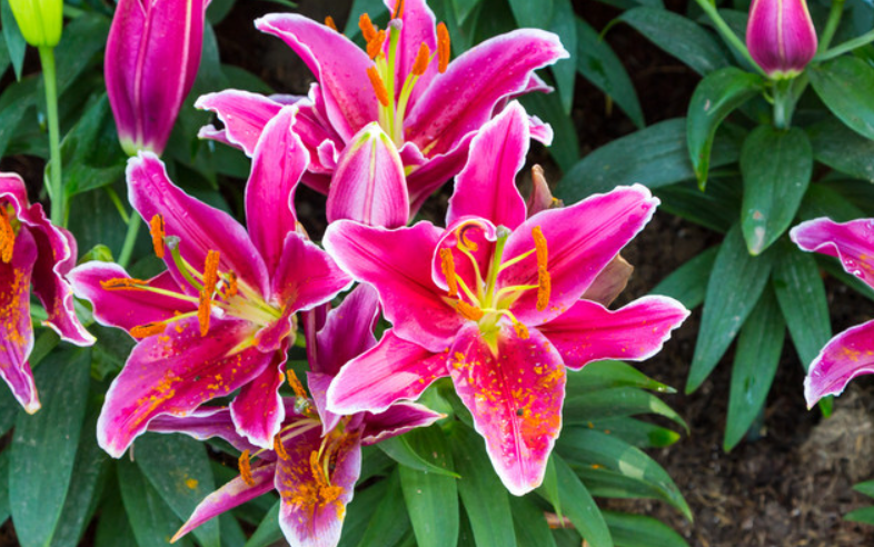 百合不开花怎么处理