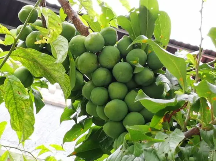 李子树剪枝正确方法