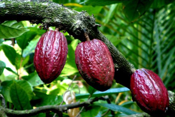 中国为啥不让种可可树