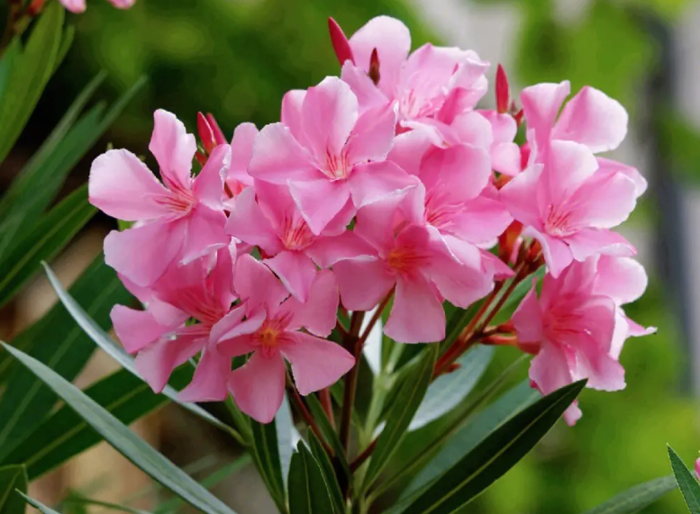 夹竹桃小苗几年能开花