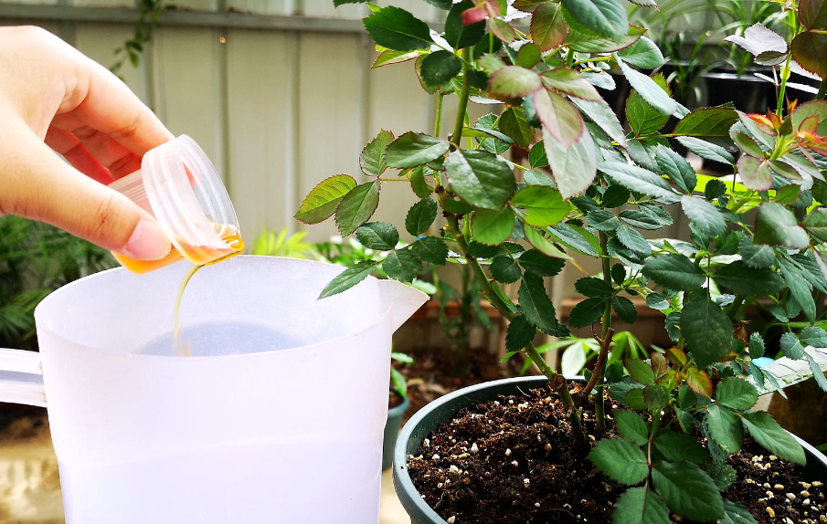 啤酒浇在花里可以吗