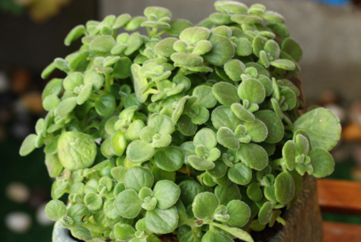 多肉碰碰香开花吗