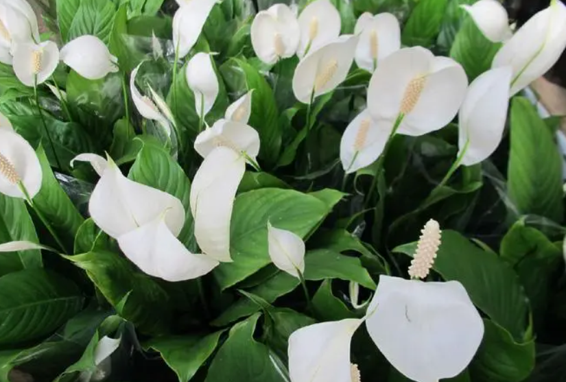 白掌花的养护方法