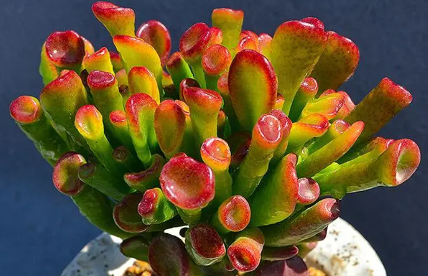 吸财树立秋后可以爆晒叶子吗