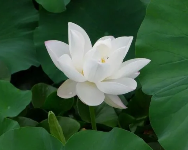 特玉莲开花后怎么处理