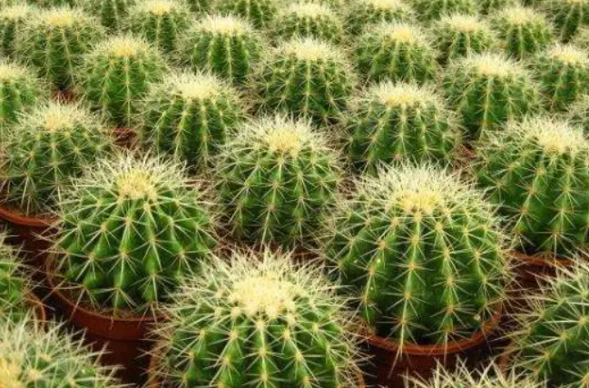 金虎怎么养会开花