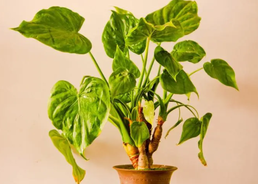 滴水莲花石分哪几种