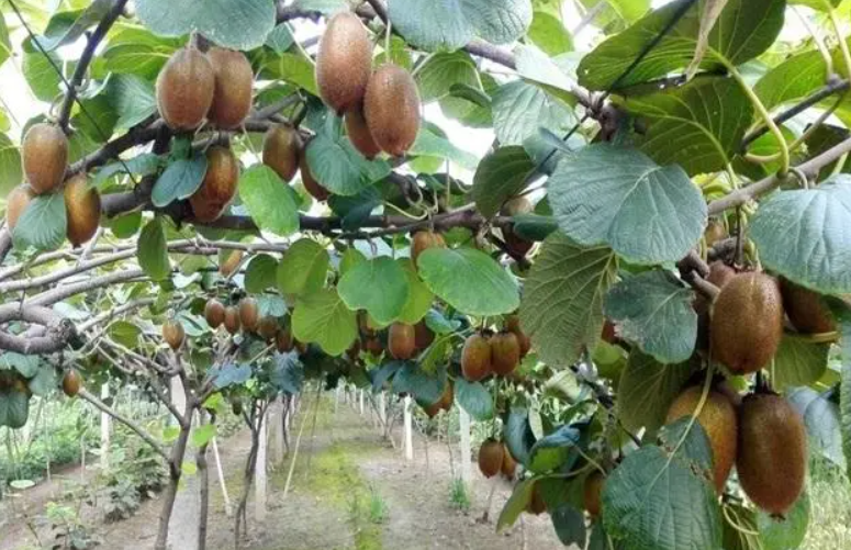 猕猴桃树苗适合在什么地方