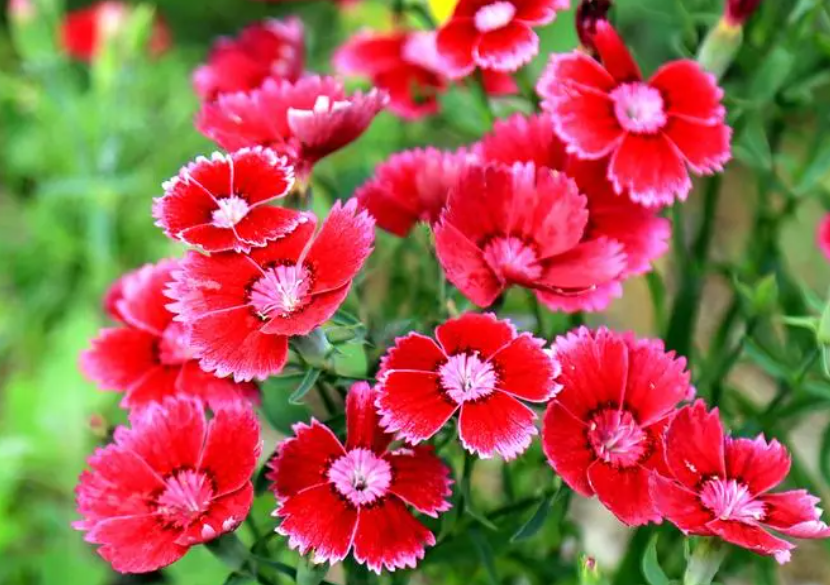 石竹花适合家里养吗