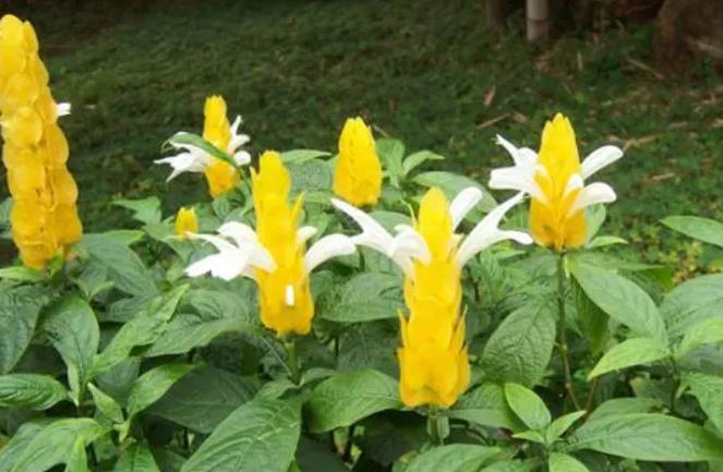 黄金宝塔花的养殖方法和注意事项