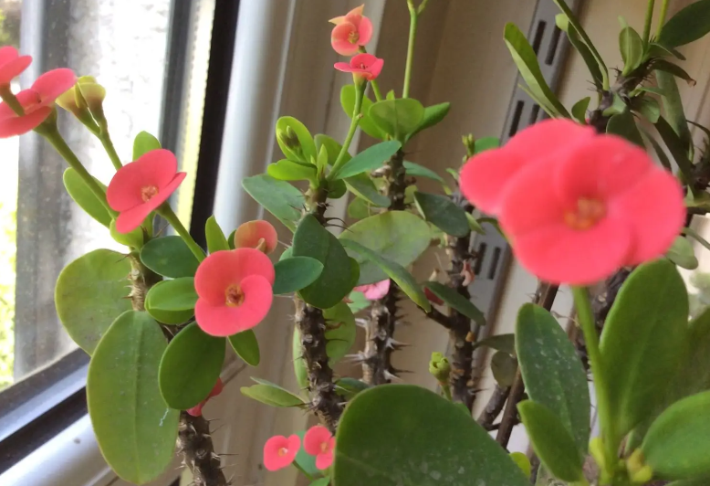 骨刺花适合养在家里吗