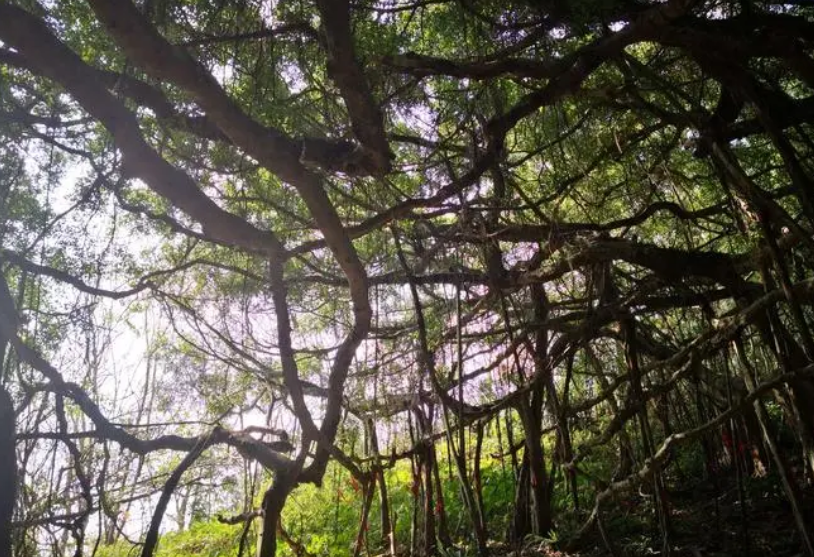 冬天的大树是什么样子的