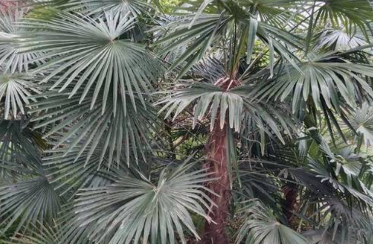 家里种棕榈树有忌讳吗