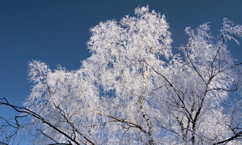 树冰的养殖方法和注意事项
