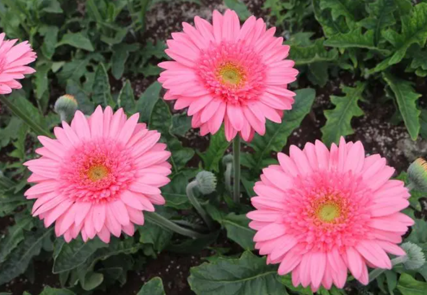 非洲菊开花后怎么修剪