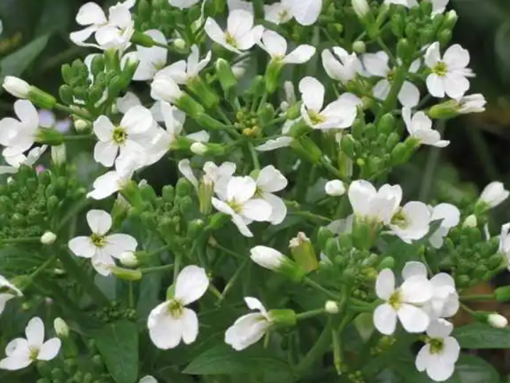 开花的萝卜莲咋养