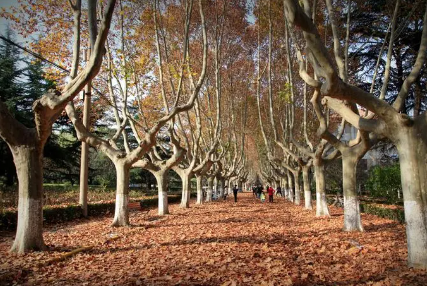 梧桐树生长在什么地方和特点