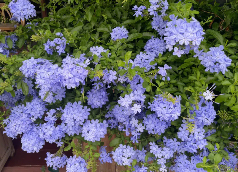 养花创业一般养什么花