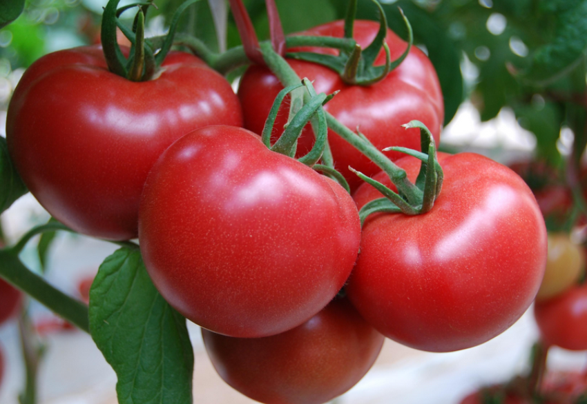 西红柿开花后怎么管理