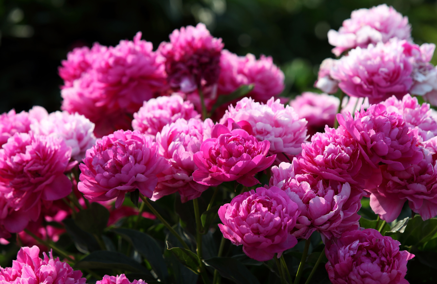 芍药有四季开花的品种吗